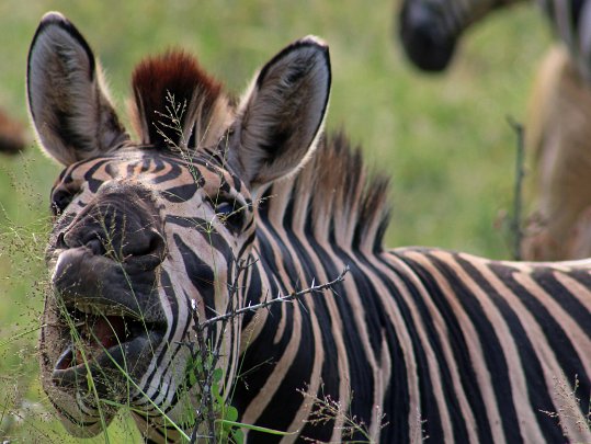 Hluhluwe-iMfolozi Park Afrique du Sud